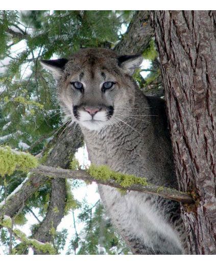 cougar_cougar.jpg