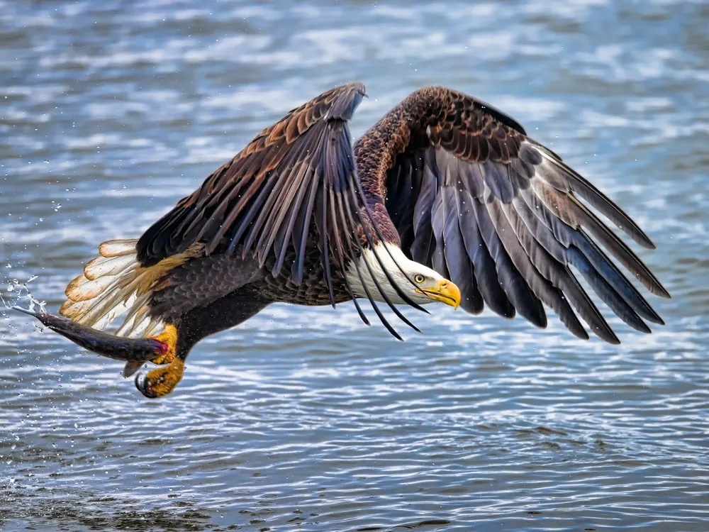 A bald eagle flies over water holding a fish