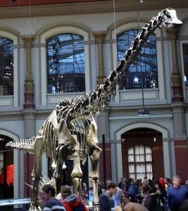 20110520083126diplodocus_carnegiei-267x300.jpg