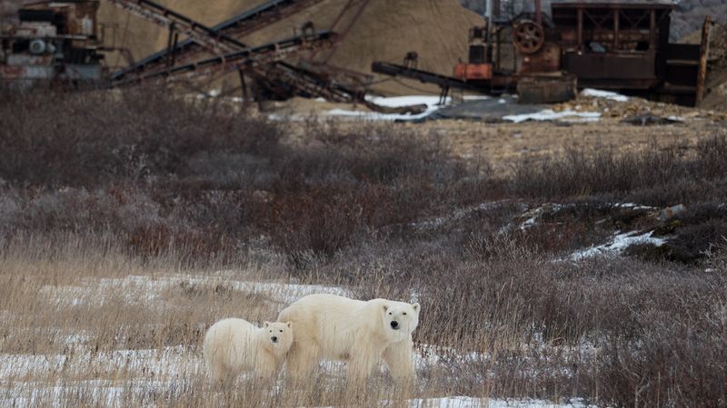 arctic polar bear eating