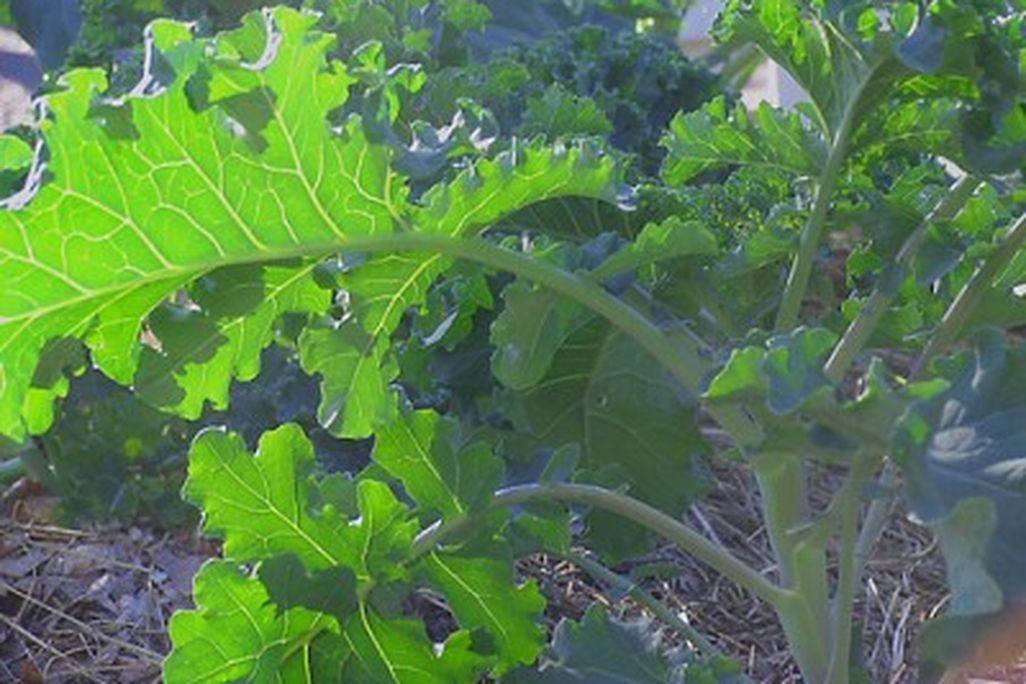 20110520090157kale-400x296.jpg