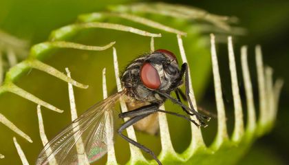 How Carnivorous Plants Evolved