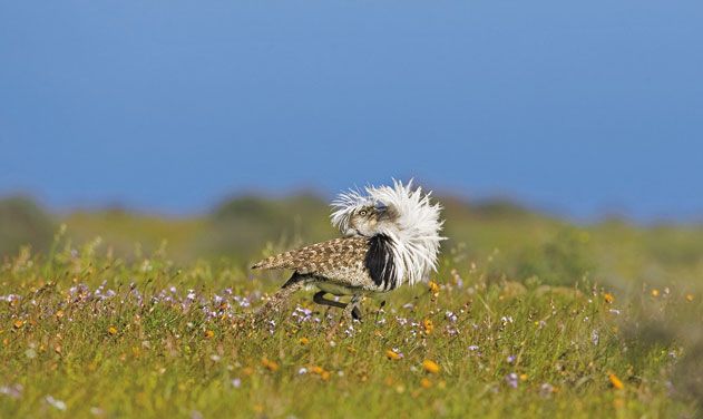 houbara