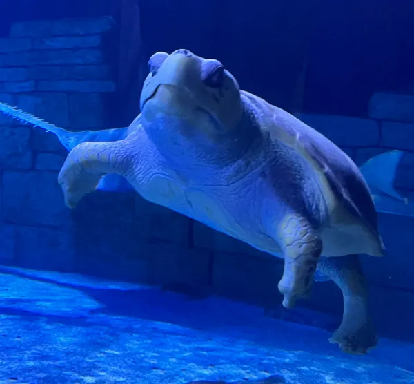 Todd the Turtle thumbnail