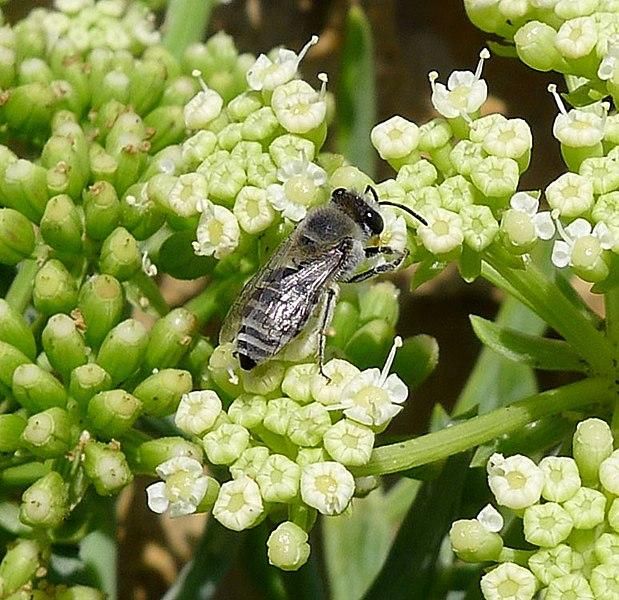 How to Protect Your Local Pollinators in Ten Easy Ways