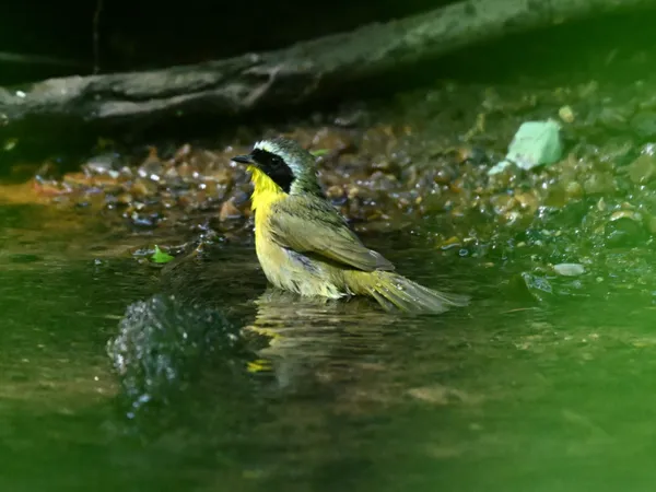 Common Yellowthroat bathing in the stream thumbnail