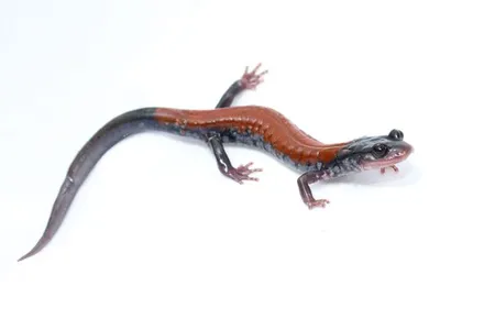 The Yonahlossee salamander is a woodland species from the southern Appalachian Mountains in the United States