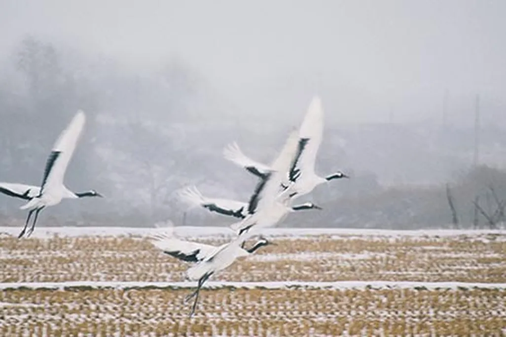 Red crowned cranes flying