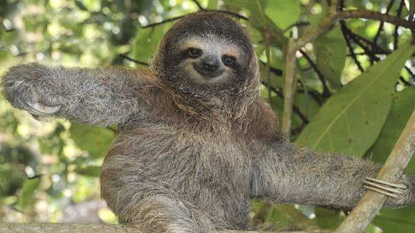 Preview thumbnail for SmartNews: Suicidal Sloths?