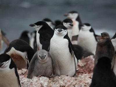 Numbers of these charismatic, blubbery birds have decreased by about half across Antarctica's northwest.