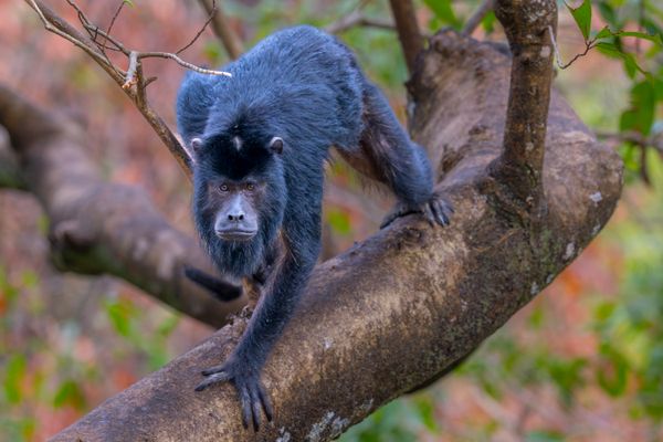 Howler Monkey  on a large tree limb thumbnail