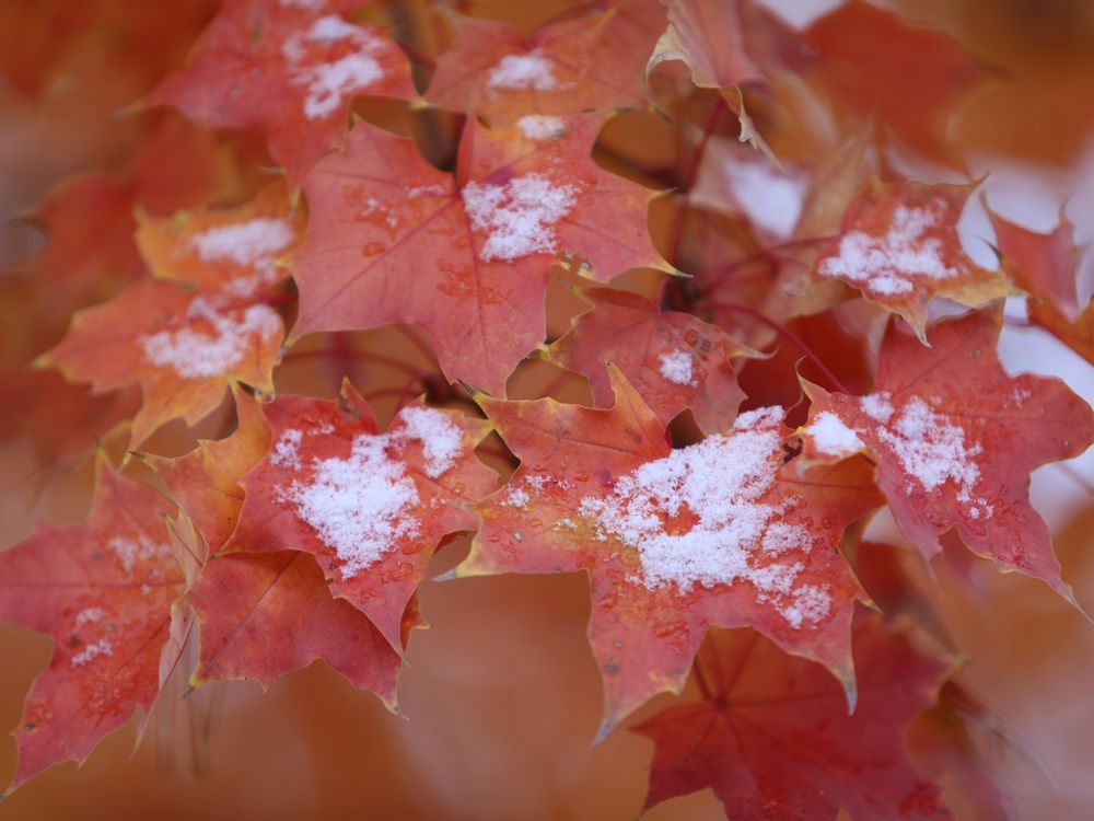 First snowfall on red maple leaves | Smithsonian Photo Contest ...