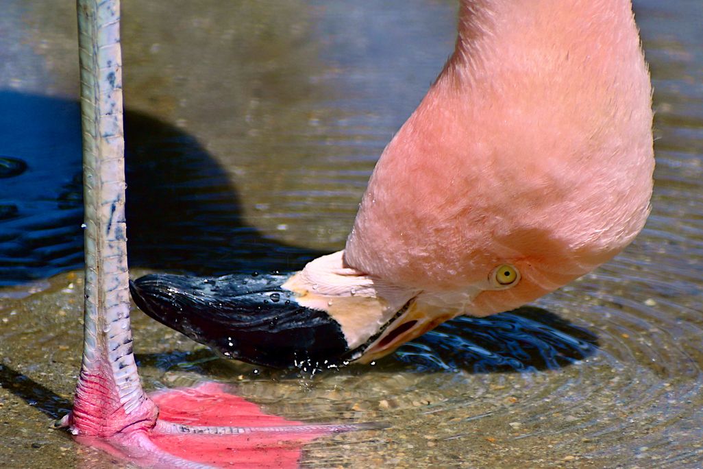 a flamingo eating in shallow water