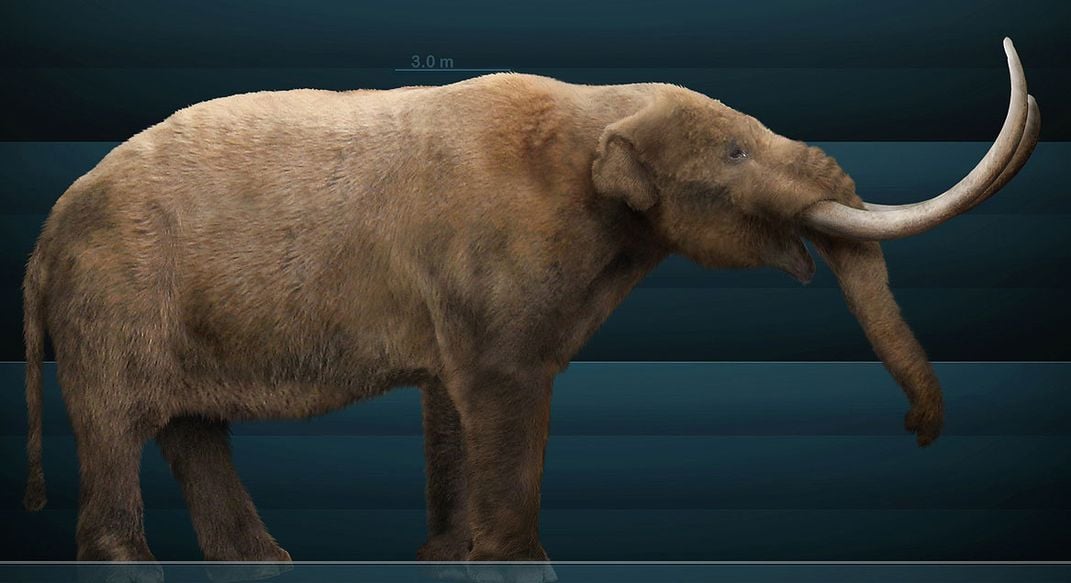 Mammut