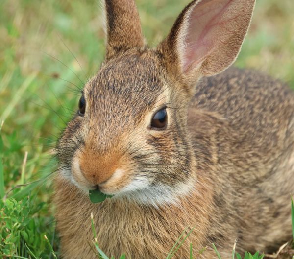 Ran across an Eastern Cottontail having lunch thumbnail