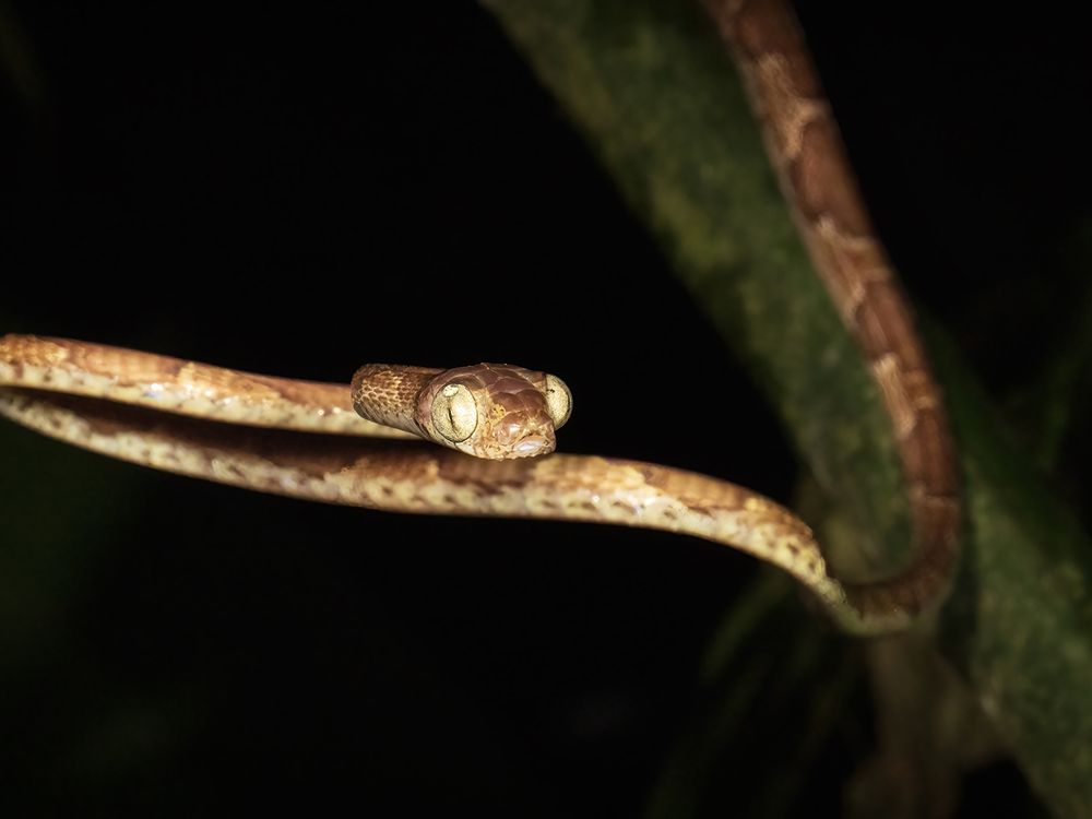 Barred Forest Racer, Costa Rica | Smithsonian Photo Contest ...