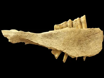 The horse mandible marked by traces of stone tools, which might prove humans came to North American 10,000 years earlier than previously believed.