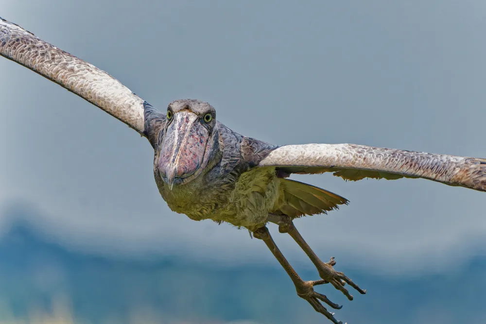 After a long search in the Mabamba Swamps in Uganda, the shoebill flew straight toward me.