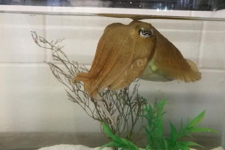 Cephalopods like cuttlefish have donut-shaped brains with dozens of lobes
