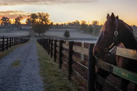 Soi Phet, a 12-year-old gelding, arrived last year at Old Friends in Georgetown, Kentucky, after earning $1 million on the racetrack.