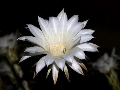 A cereus in Arizona in 2009. These night-blooming flowers spring forth from cacti just one night a year, in concert with other nearby cereus. They usually wilt the next day.
