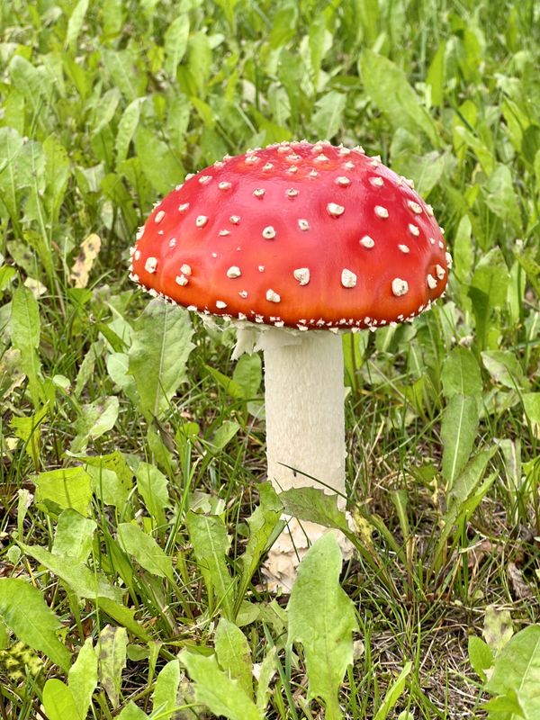 Fungus thumbnail