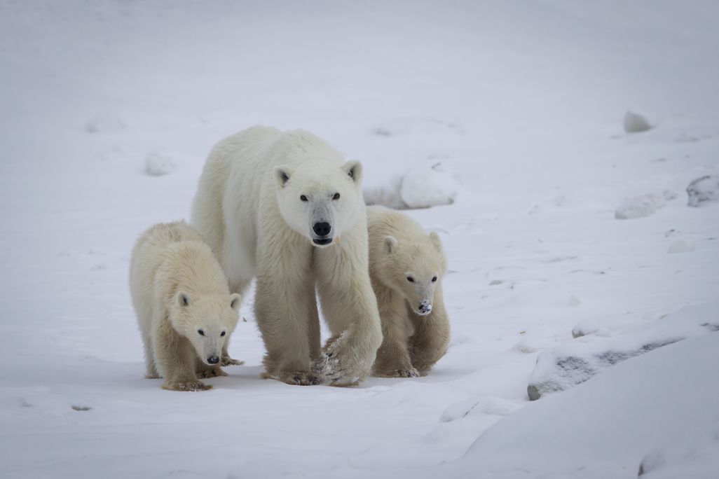Two small white bears walking on either side of a larger white bear