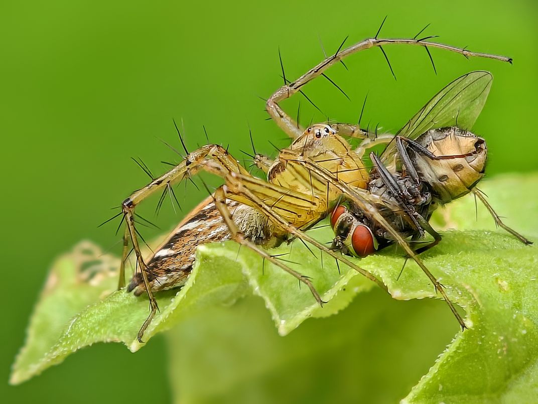 Predator in Action: The Spider's Stealthy Hunt | Smithsonian Photo ...