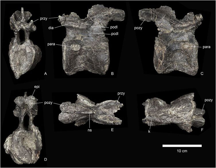 Stegosaurus vertebrea