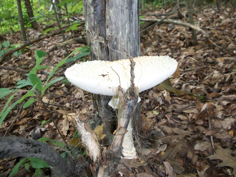 I found this white mushroom while hiking in the mountains