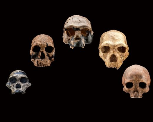 20110520110718skulls_arc_frontal.jpg