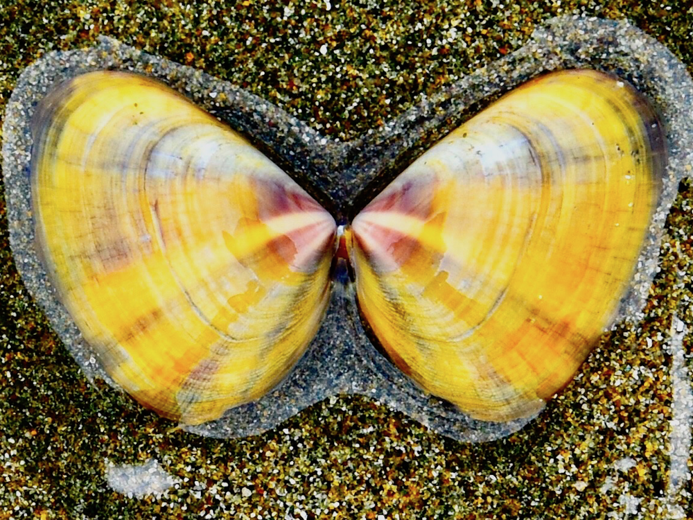 The Sun in a Shell Smithsonian Photo Contest Smithsonian Magazine
