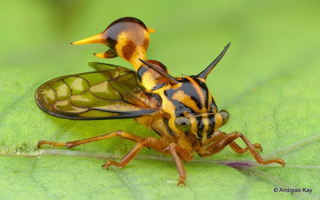 Treehoppers’ Bizarre, Wondrous Helmets Use Wing Genes to Grow