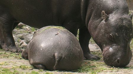 The endangered pygmy hippopotamus reproduces well in captivity