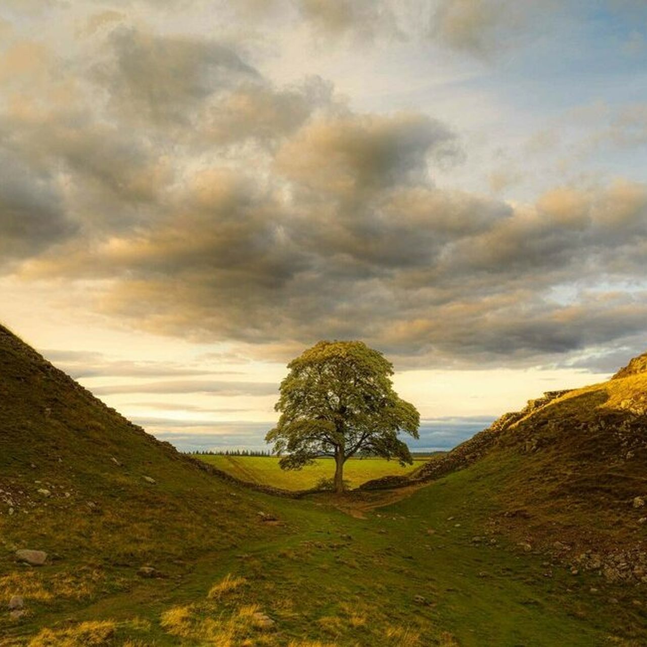 most photographed tree in england