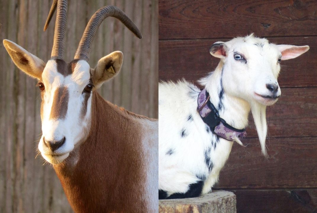 Goats and oryx comparison photos
