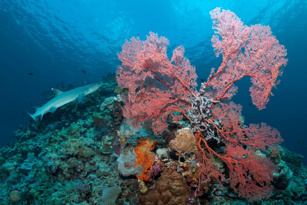 Coral
