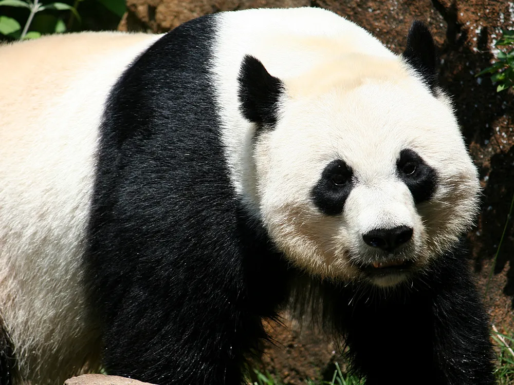 mei xiang will not give birth 2018
