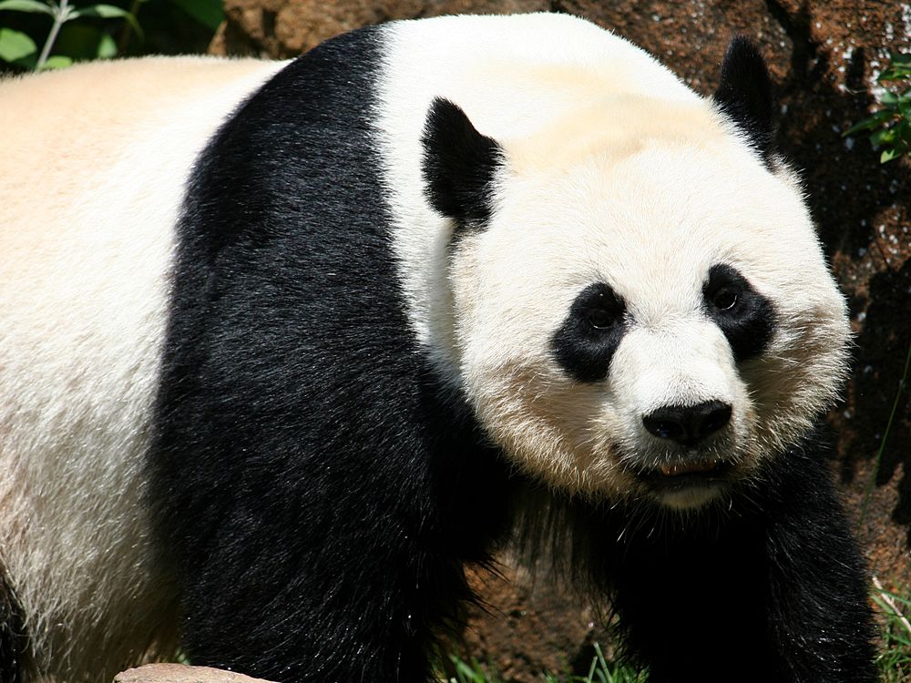 pandas giving birth