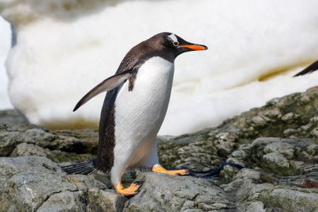 In addition to sorting mail and manning the gift shop, the women will help keep an eye on the 1,500 penguins who live at Port Lockroy.