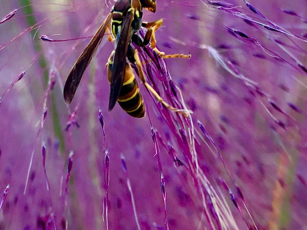 Pink Wasp Smithsonian Photo Contest Smithsonian Magazine