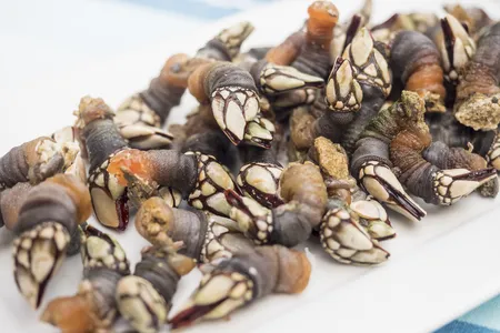 Percebes&nbsp;are generally under two inches long, with a fleshy body and pieces of shell that lead to a point on one end. Let&#39;s be honest, they look like dinosaur toes.