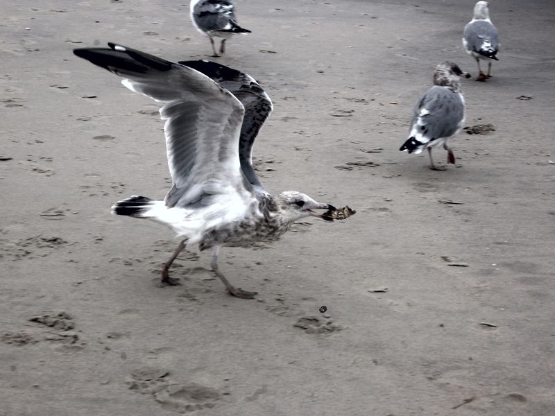 Bird ready for takeoff after catching crab Smithsonian Photo Contest