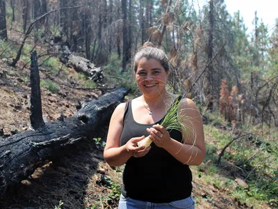Carolyn Smith collecting beargrass in Klamath National Forest, 2015. For beargrass to be supple enough for weavers to use in their baskets, it needs to be burned annually. Ideally, it is burned in an intentionally set cultural fire, where only the tops are burned, leaving the roots intact. Prescribed fires in the Klamath National Forest are few and far between, so weavers “follow the smoke” and gather, when they can, after wildfires sweep through the landscape. (Photo courtesy of Carolyn Smith)