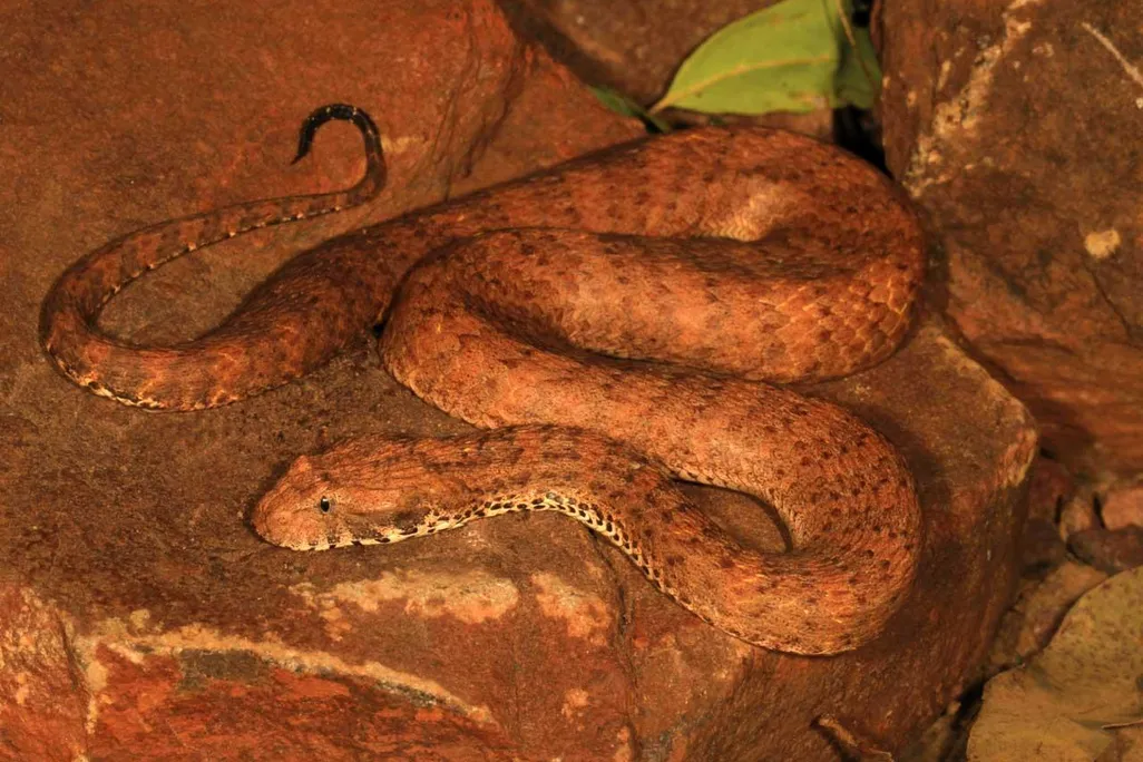 death adder