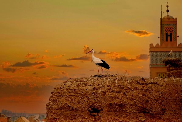 A stork overlooks its realm, Marrakesh thumbnail