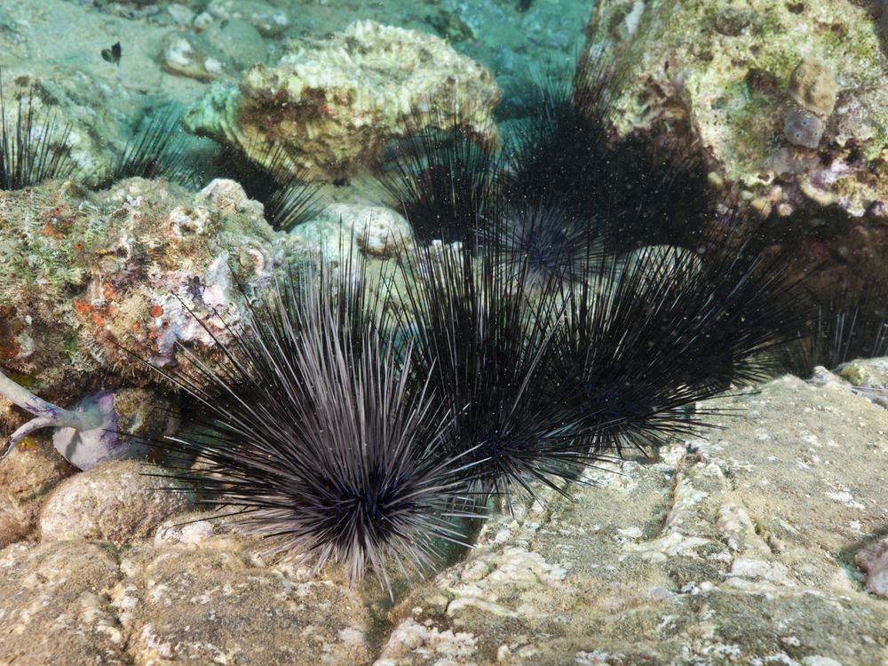 purple sea urchins with long spines on rocks underwater