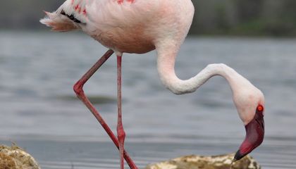 How Will Climate Change Hurt Lesser Flamingos?