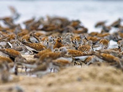 Red knots in Delaware Bay