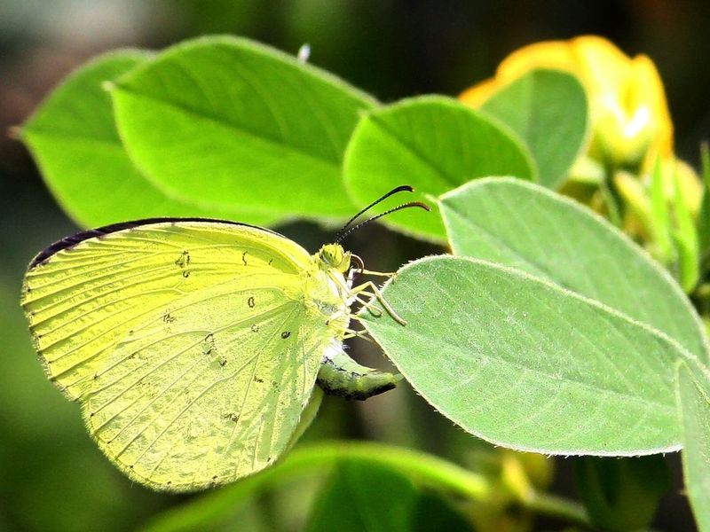 BUTTERFLY LAYING EGG Smithsonian Photo Contest Smithsonian Magazine